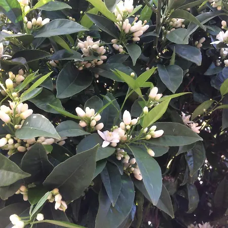 Ferienhaus Lemon Tree's House *