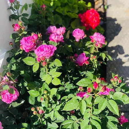 Lemon Tree's House Ferienhaus Kalavárda