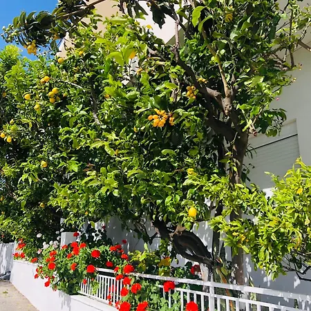 Lemon Tree's House *