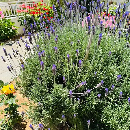 Lemon Tree's House * Kalavárda