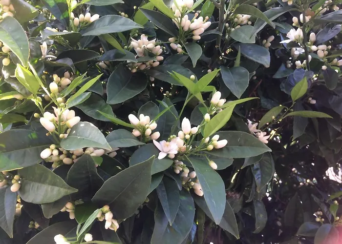 度假居 Lemon Tree's House *