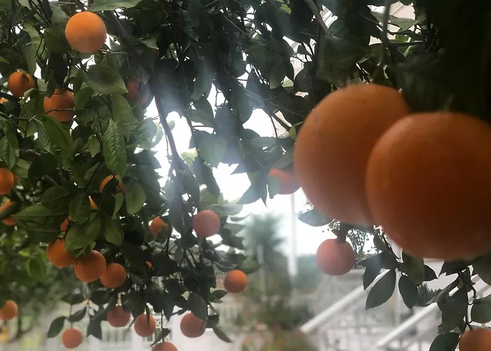 度假居 Lemon Tree's House