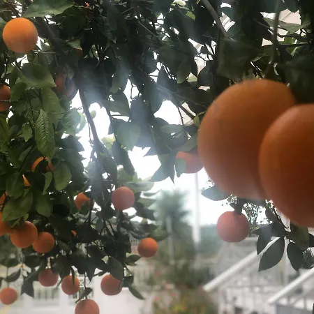 Vakantiehuis Lemon Tree's House