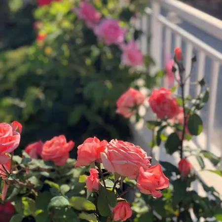 Lemon Tree's House *