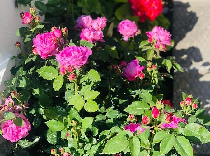 Lemon Tree's House Дом отдыха Kalavarda