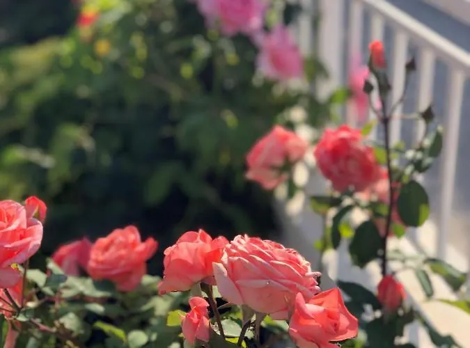 Lemon Tree's House *