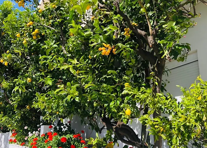 Lemon Tree's House *