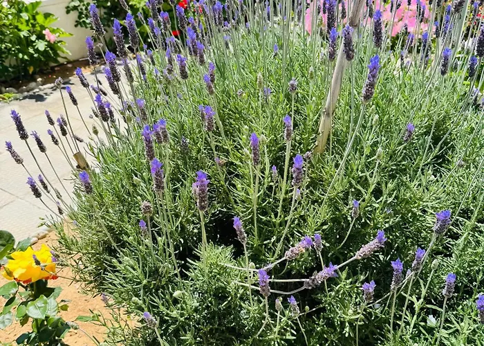 Lemon Tree's House * Kalavarda