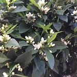 Ferienhaus Lemon Tree's House *