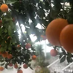 Ferienhaus Lemon Tree's House